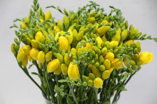 <h4>Freesia do soleil</h4>
