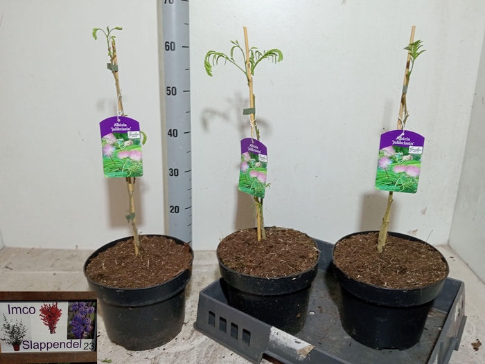 <h4>ALBI JULIBRISSIN</h4>