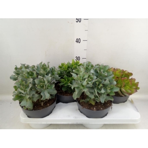 Crassula   ...mix