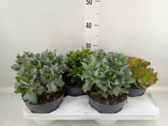<h4>Crassula   ...mix</h4>