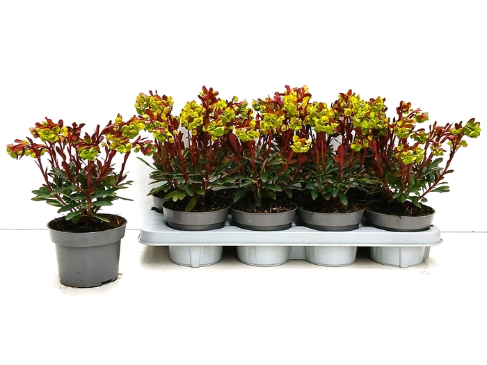 <h4>EUPH AM PURPUREA</h4>