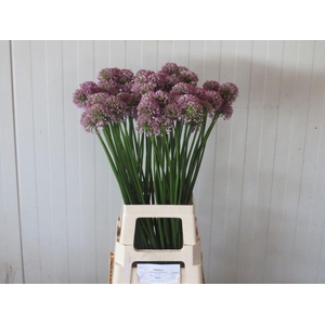 ALLIUM SENESCENS