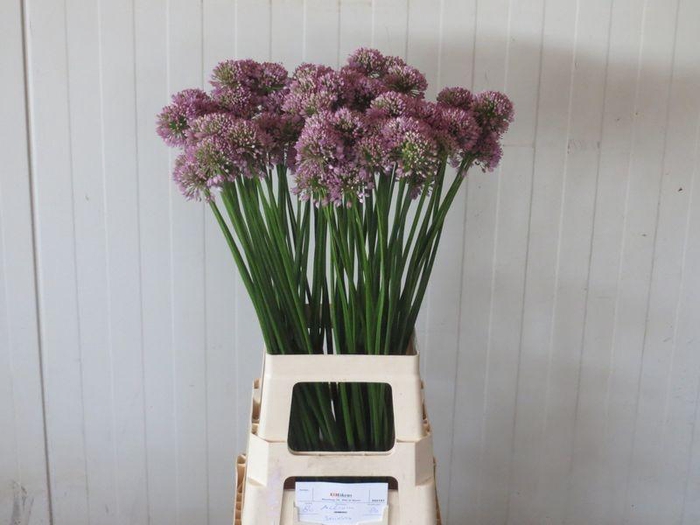 <h4>ALLIUM SENESCENS</h4>