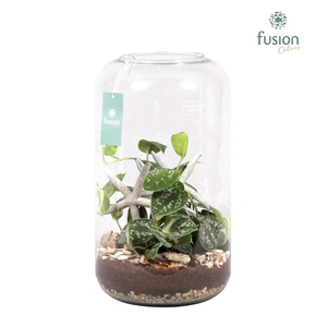Green Bottle Isabella XXLarge Maritiem met Scindapsus