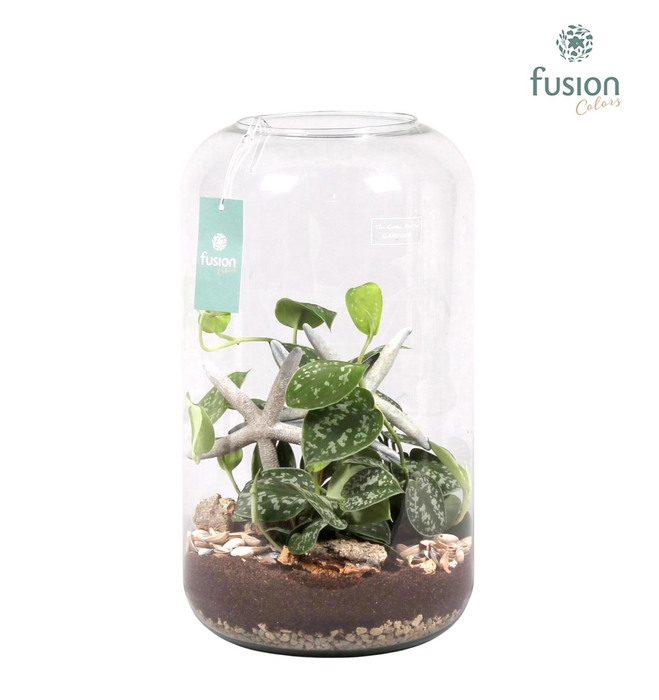 <h4>Green Bottle Isabella XXLarge Maritiem met Scindapsus</h4>