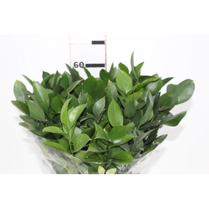 FOLHAGEM RUSCUS 060 CM
