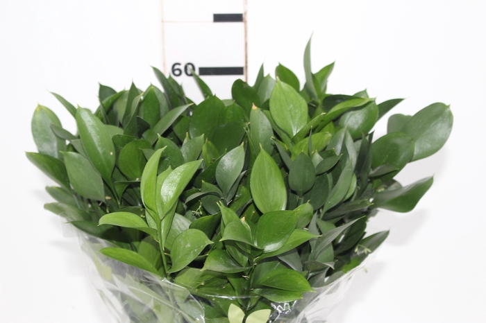 <h4>FOLHAGEM RUSCUS 060 CM</h4>