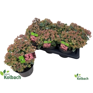 SEDUM S ROSE CHARM
