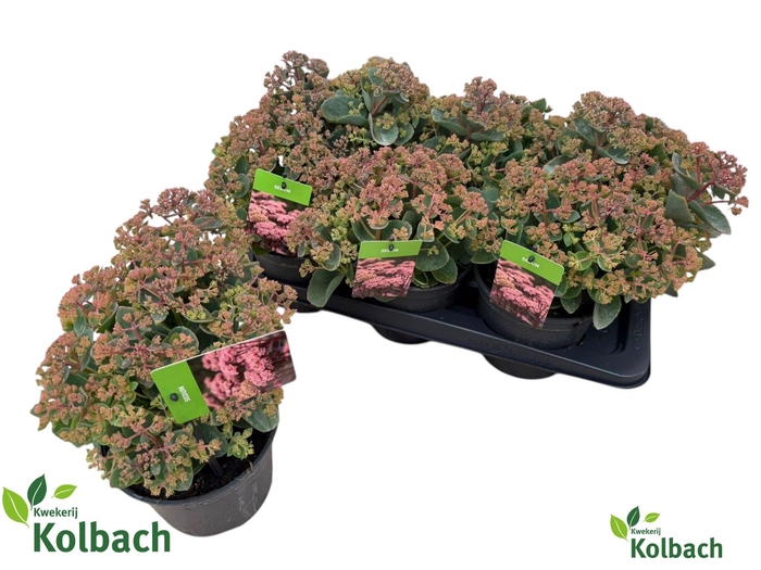 <h4>SEDUM S ROSE CHARM</h4>