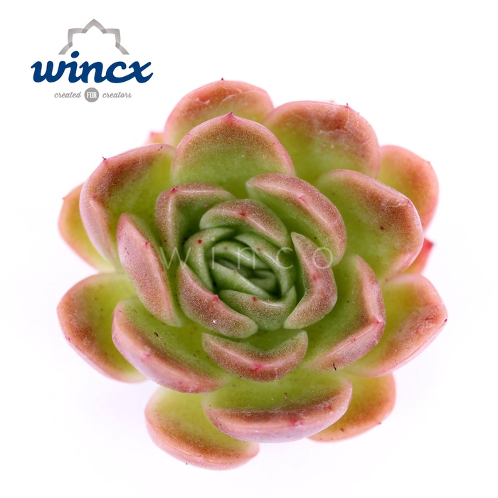 <h4>Echeveria Gilva (red) Cutflower</h4>