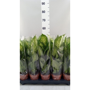 Dieffenbachia  'Compacta'