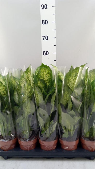 <h4>Dieffenbachia  'Compacta'</h4>