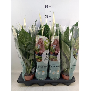 Spathiphyllum  'Pico Cupido'