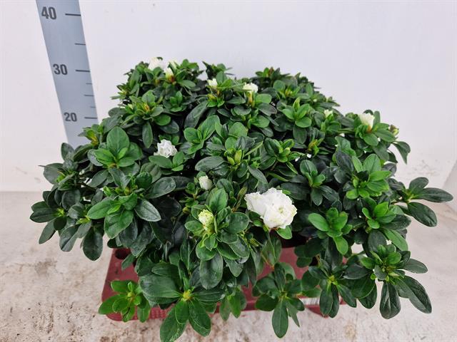 RHODO SI WITTE VOGEL
