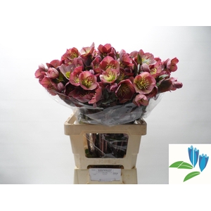 HELL FRK PENNYS PINK