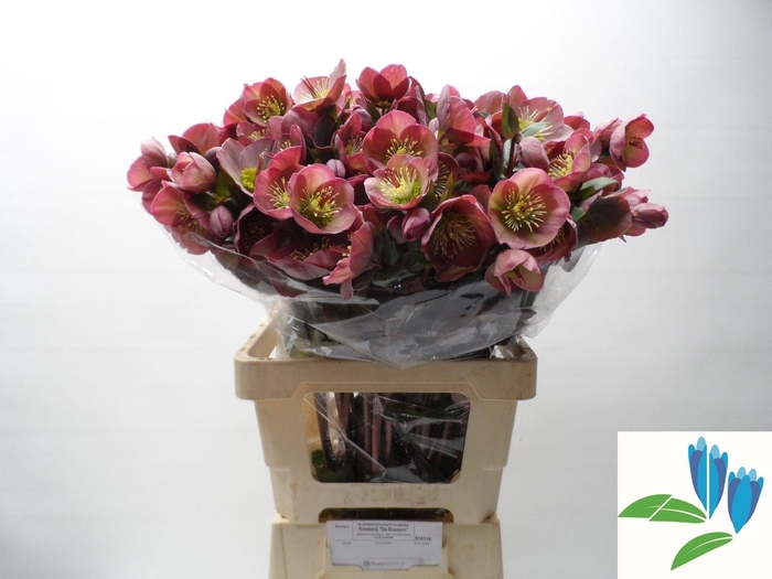 <h4>HELL FRK PENNYS PINK</h4>