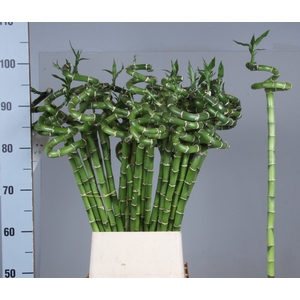 DRAC LUCKY BAMBOO