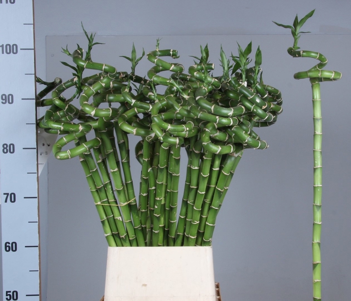<h4>DRAC LUCKY BAMBOO</h4>