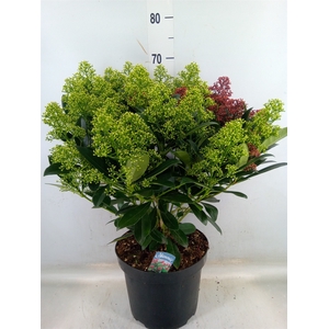 Skimmia jap.
