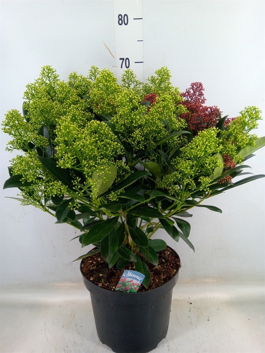 <h4>Skimmia jap.</h4>