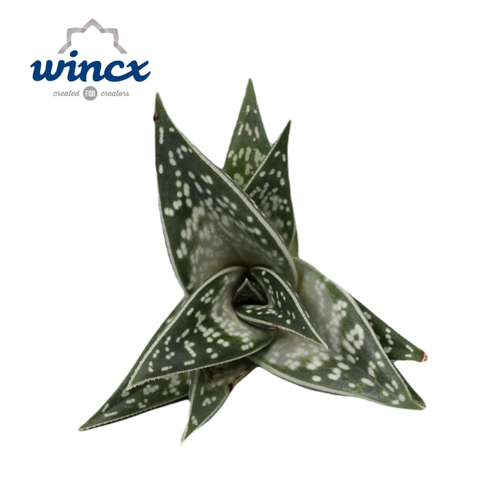 Aloe Variegata Cutflower Wincx-10cm