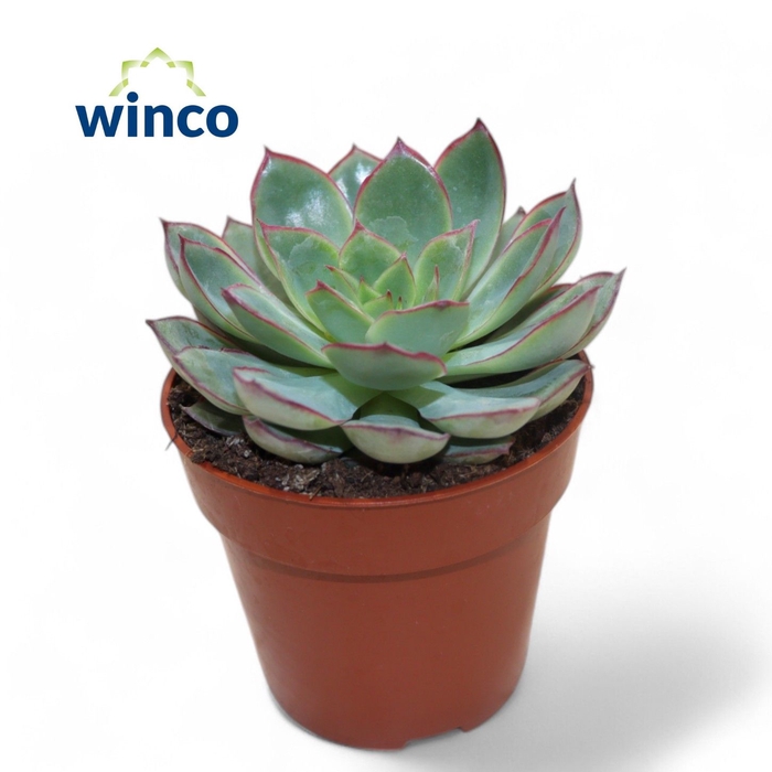 <h4>Echeveria Moonshine</h4>