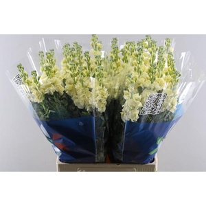 Matth Iron Yellow (geel)