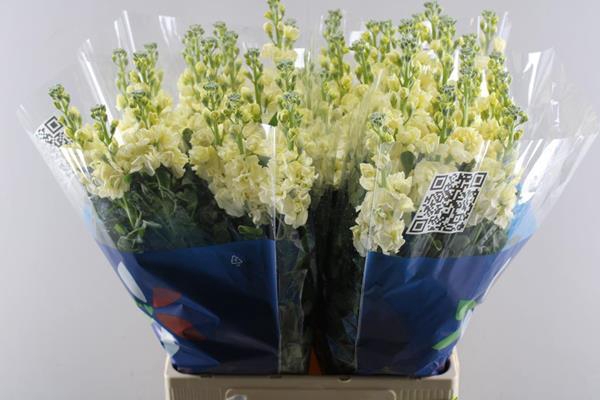 <h4>Matth Iron Yellow (geel)</h4>