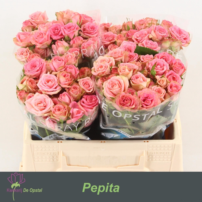 <h4>R tr Pepita</h4>