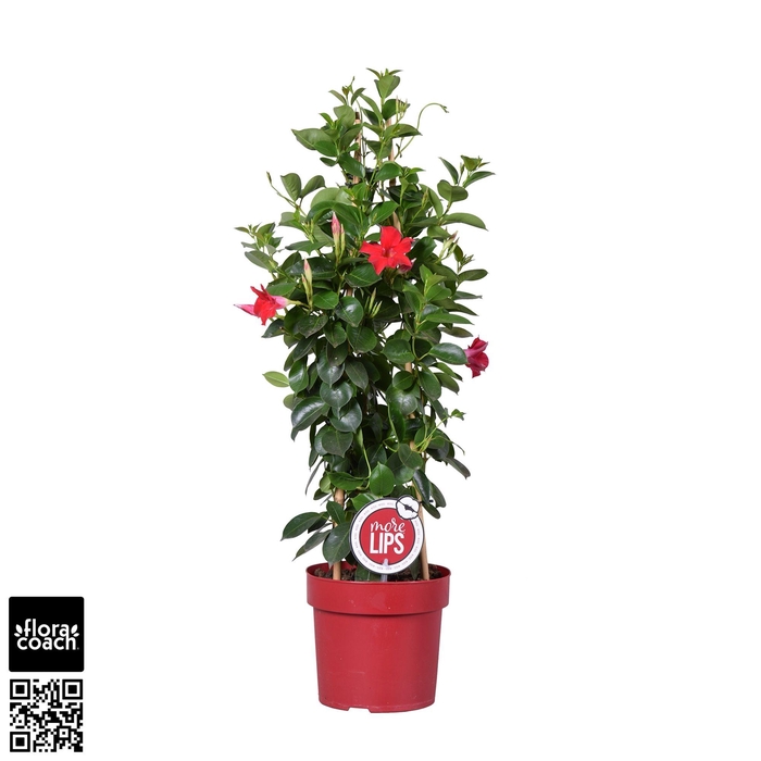 <h4>MoreLIPS® Dipladenia Sundaville rood piramide</h4>