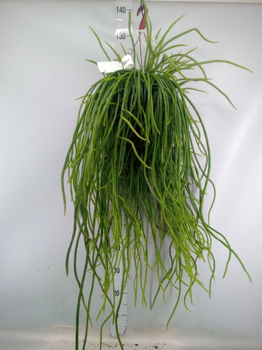 <h4>Rhipsalis   ...</h4>