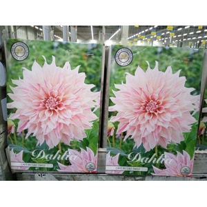 Dahlia   ...flowerbulbs