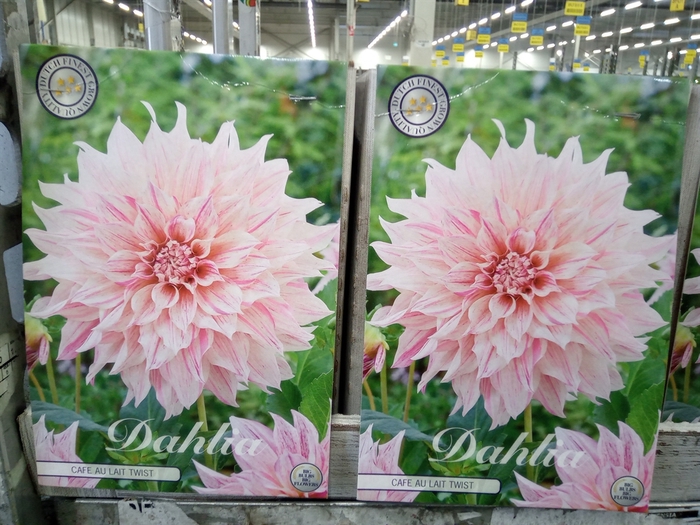 <h4>Dahlia   ...flowerbulbs</h4>