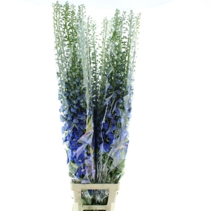Delphinium Aurora Blue Super