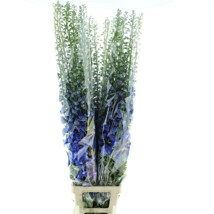 <h4>Delphinium Aurora Blue Super</h4>