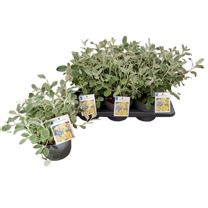 Brachyglottis 'Sunshine'