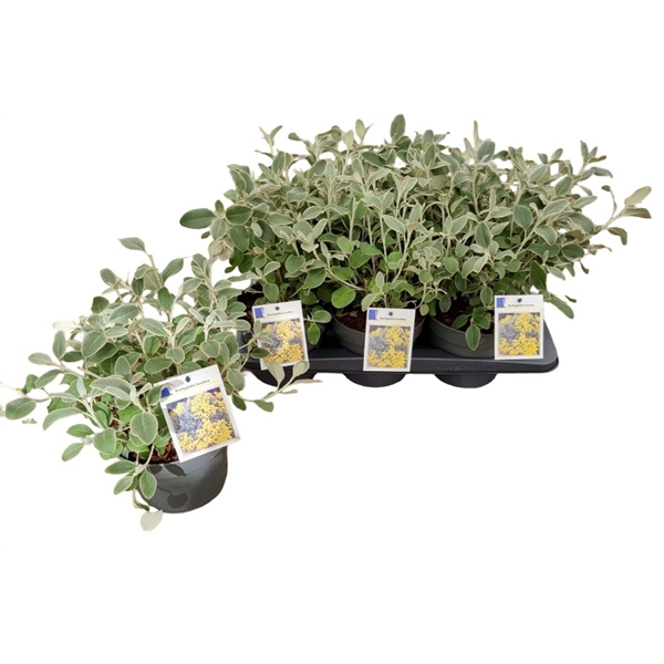 <h4>Brachyglottis 'Sunshine'</h4>