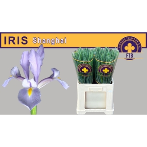 IRIS SHANGHAI