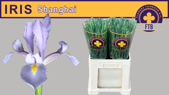 <h4>IRIS SHANGHAI</h4>