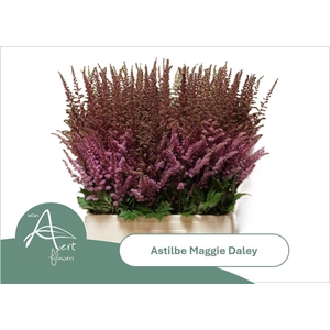 ASTIL MAGGIE DALEY