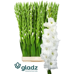 GLADIOLUS GR 'ESSENTIAL'