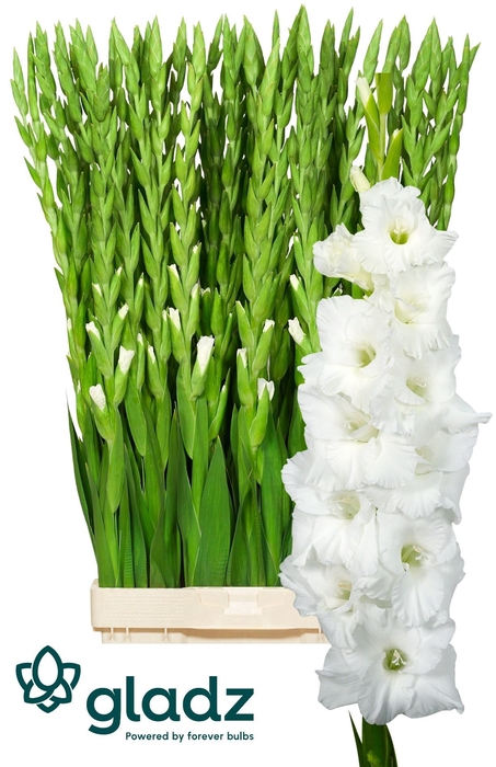 <h4>GLADIOLUS GR 'ESSENTIAL'</h4>