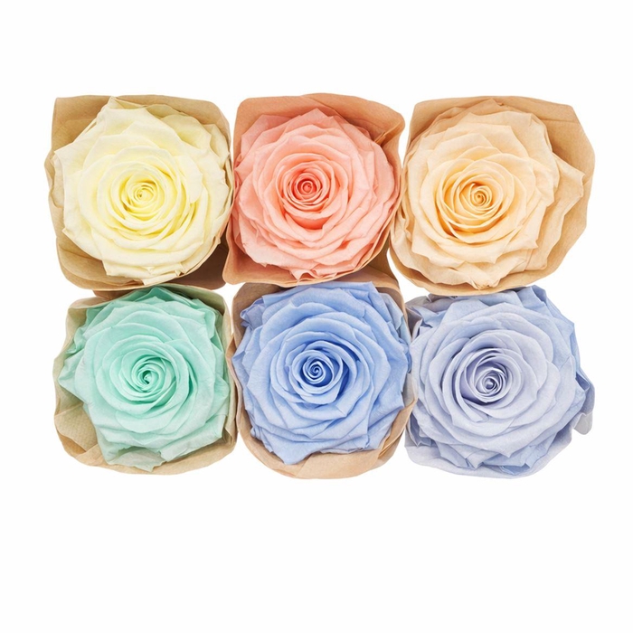 <h4>Ro Pres Classic Mix Pastel</h4>