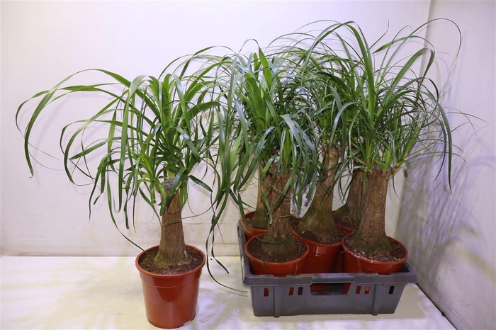 <h4>Beaucarnea Recur</h4>