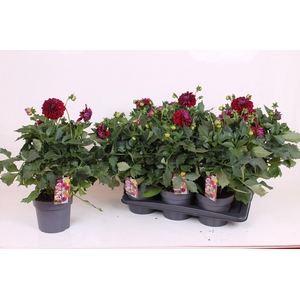 Dahlia XL 17 CM - Purple