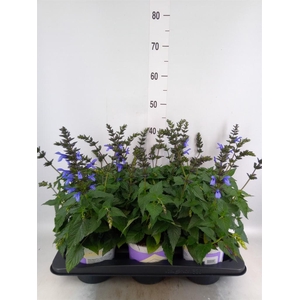 Salvia  'Salgoon Lake Como'
