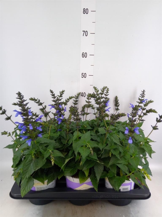 <h4>Salvia  'Salgoon Lake Como'</h4>