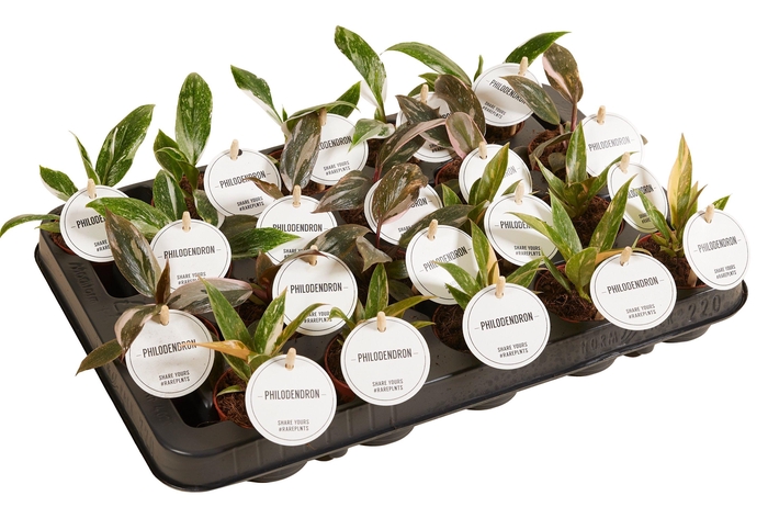 <h4>Philodendron Princess Mix</h4>