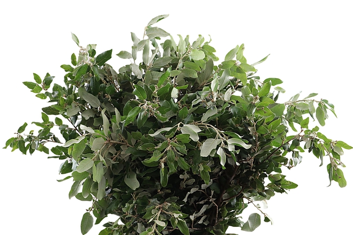 Steeneik 250 Gram