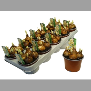 Narcis D Bridal Crow